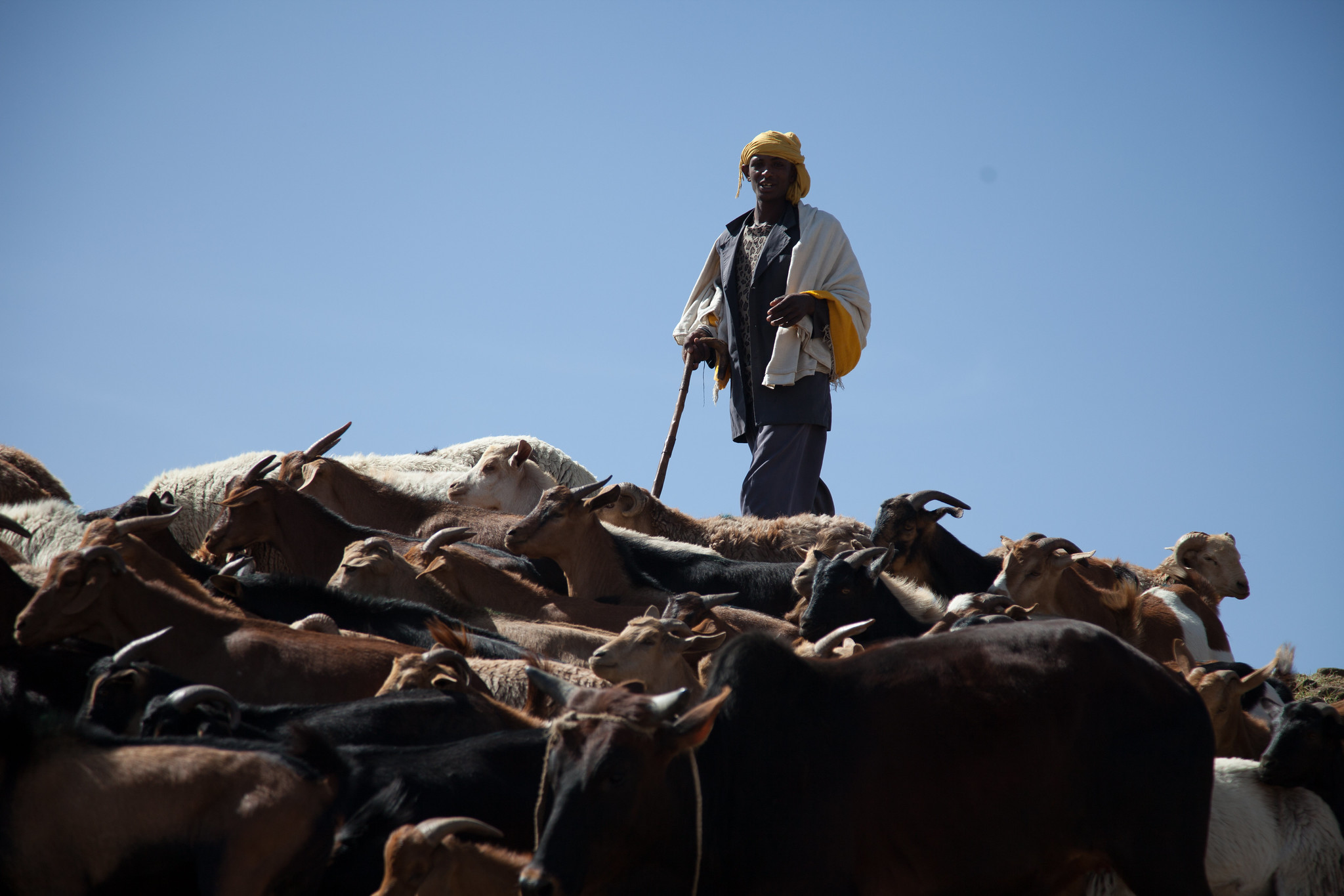 Ethiopian farmer leads his sheep and goats to market