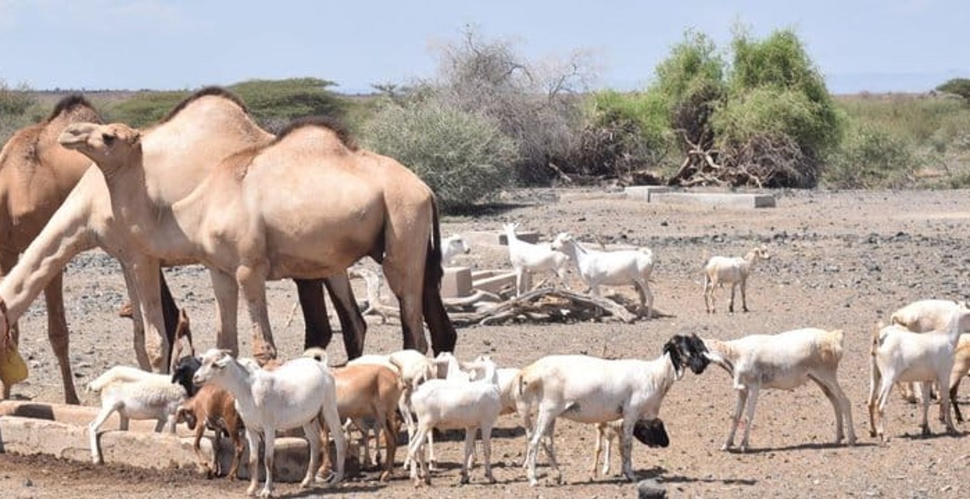 The moral economy and camel milk marketing in northern Kenya