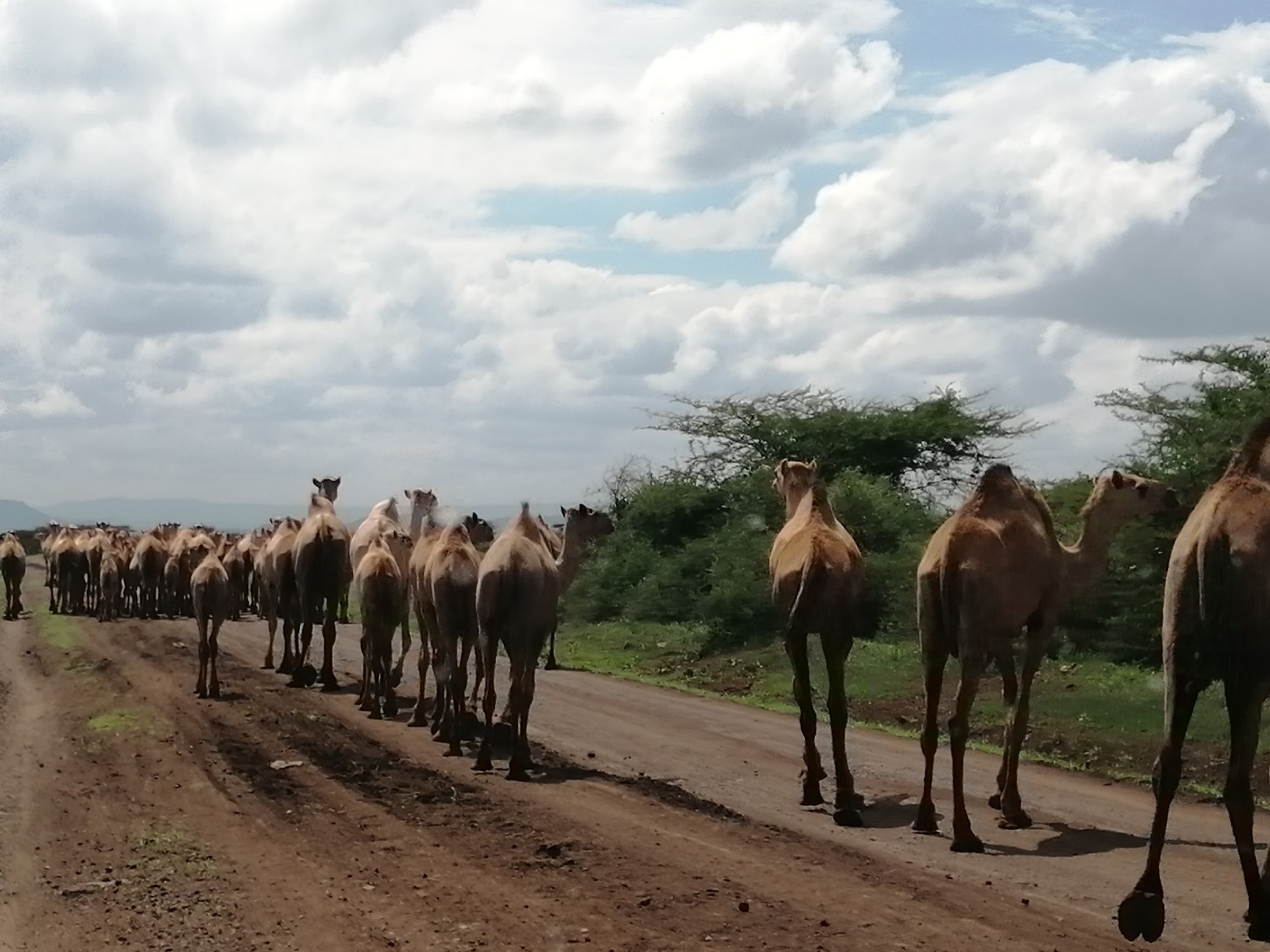 A critical moment for Africa’s Drylands: Building resilient Food Systems