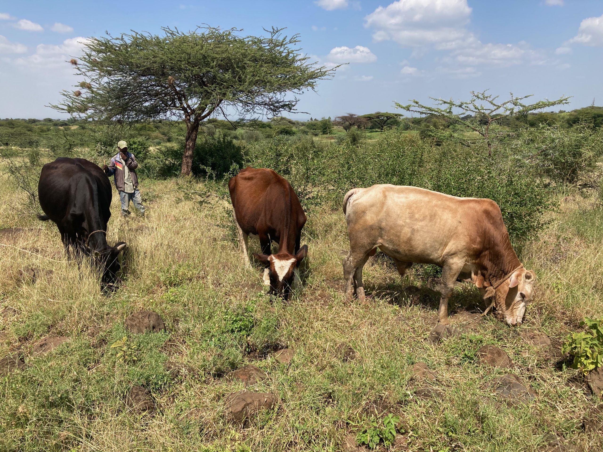 Finding the right balance: Addressing Africa’s demands for livestock feed
