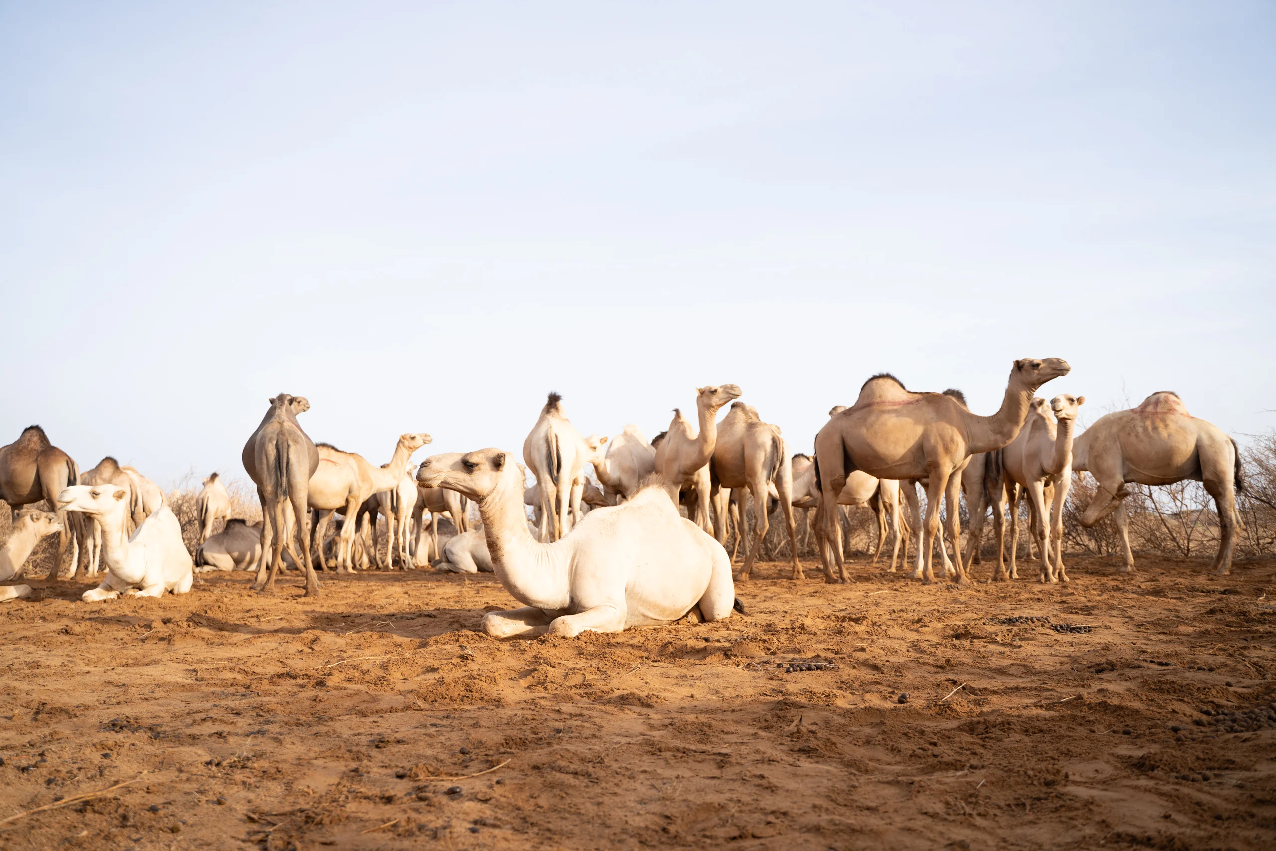 Uncertainty, pastoral knowledge and drought early warning