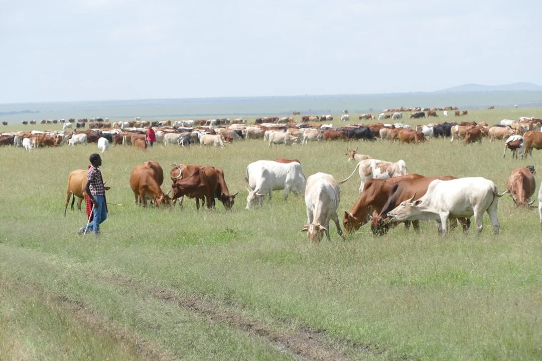 Tackling environmental shocks in the drylands