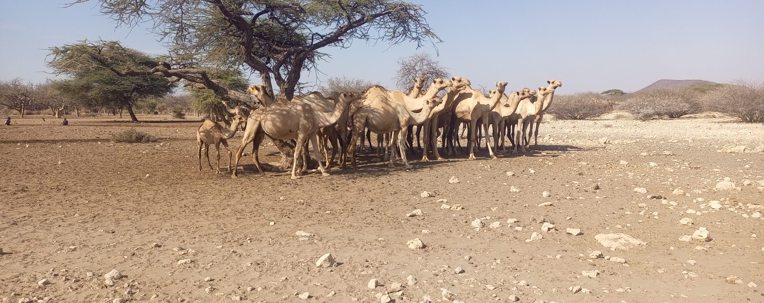 Resilience from below: Rethinking development in northern Kenya’s Drylands