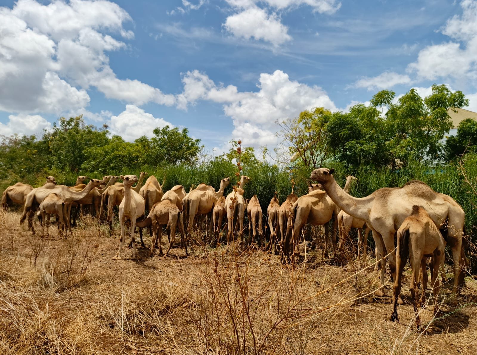 As the climate changes, camels offer stability in the Horn of Africa