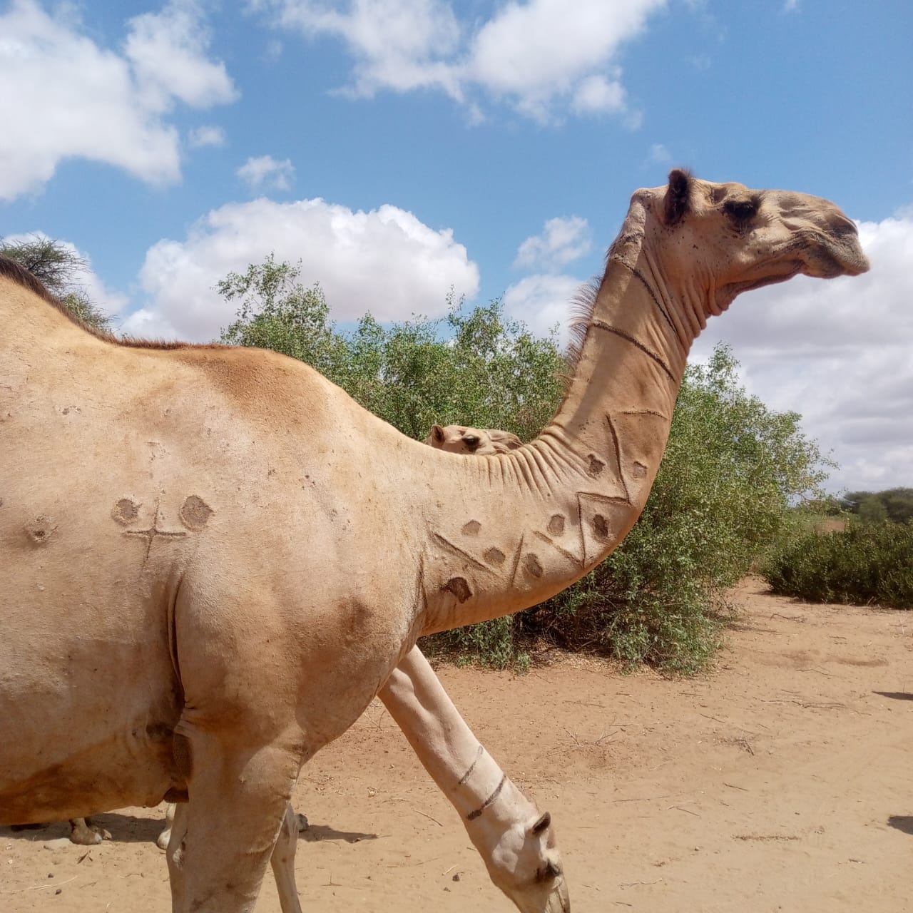 Healthy animals: Pastoralism, pathways to prosperity