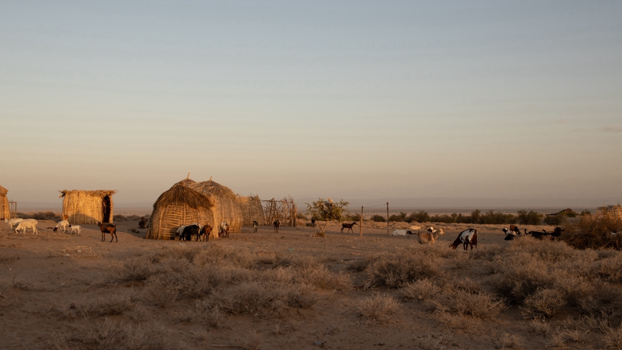 Resilience in protracted crises: Navigating uncertainty in the drylands