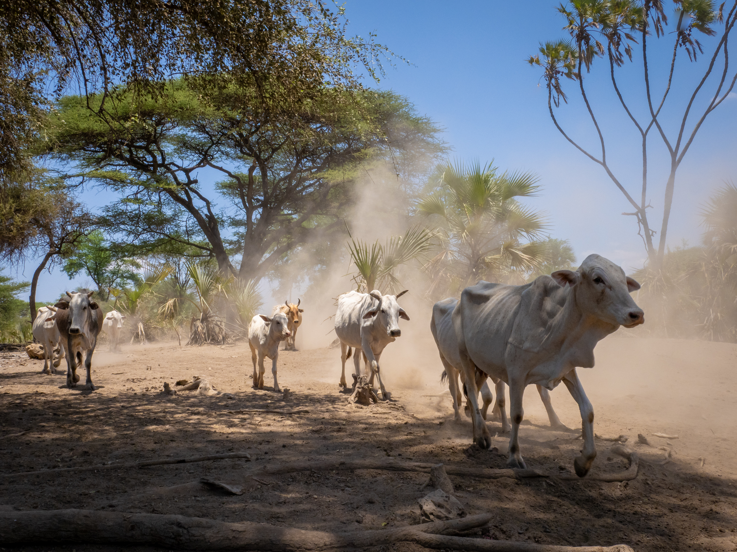 Dryland early warning systems – Ethiopia and Kenya case reports