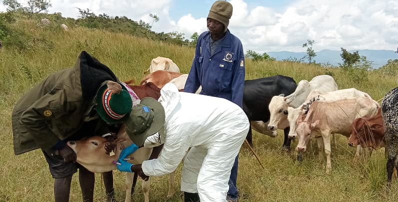 Thesis: Cost benefit analysis of drought anticipatory action in Uganda