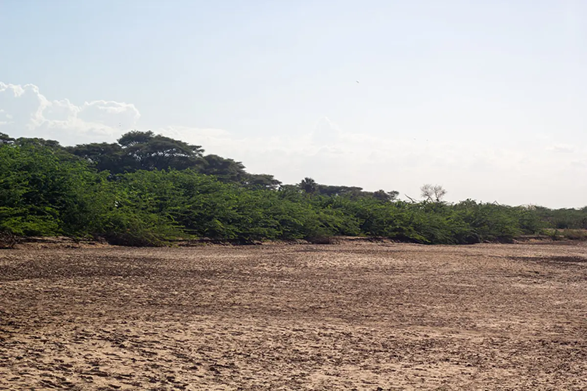 Prosopis – parable of plenty for Kenya’s drylands