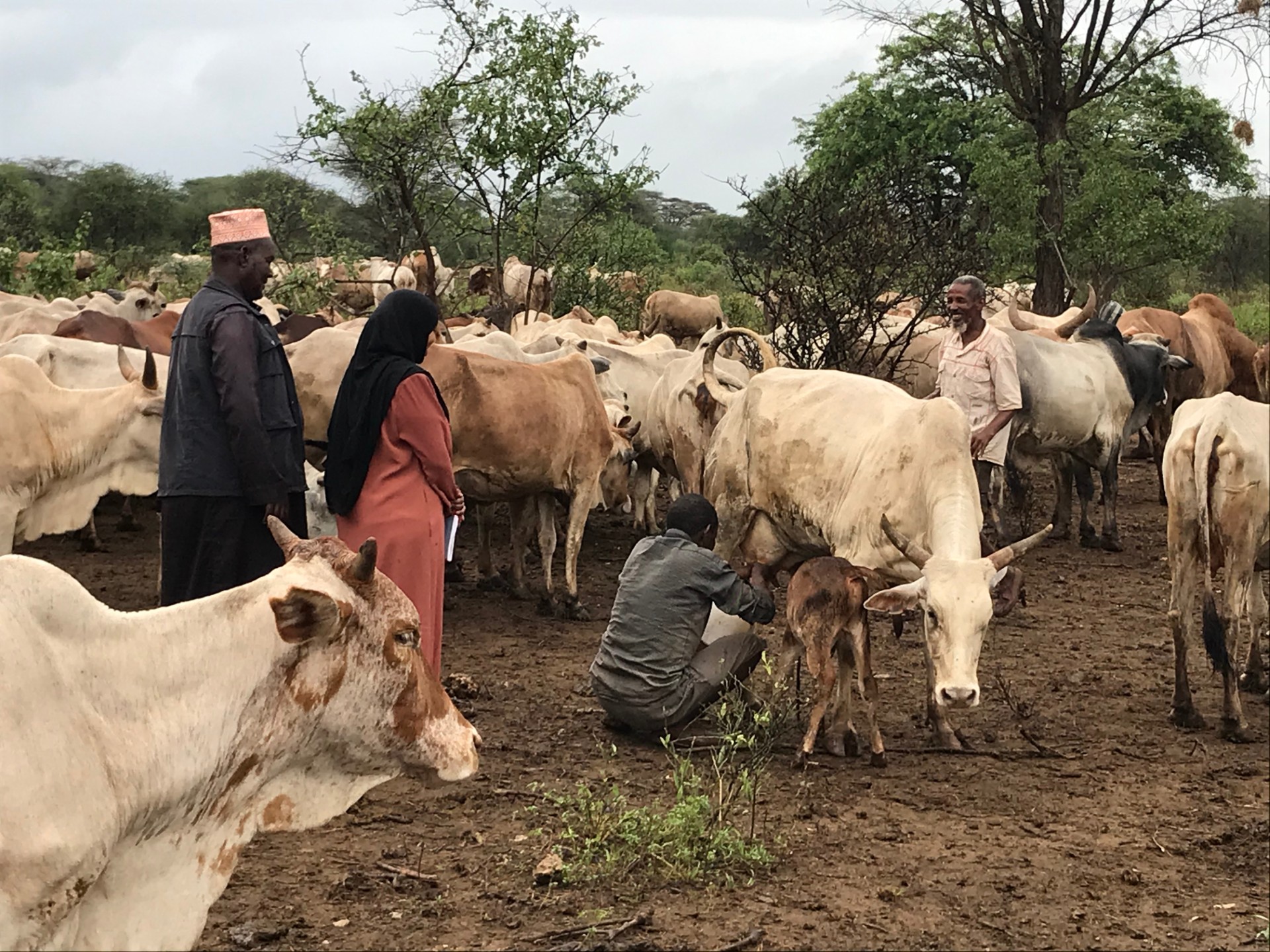 Adaptable livelihoods and the persistence of pastoralism in northern Kenya