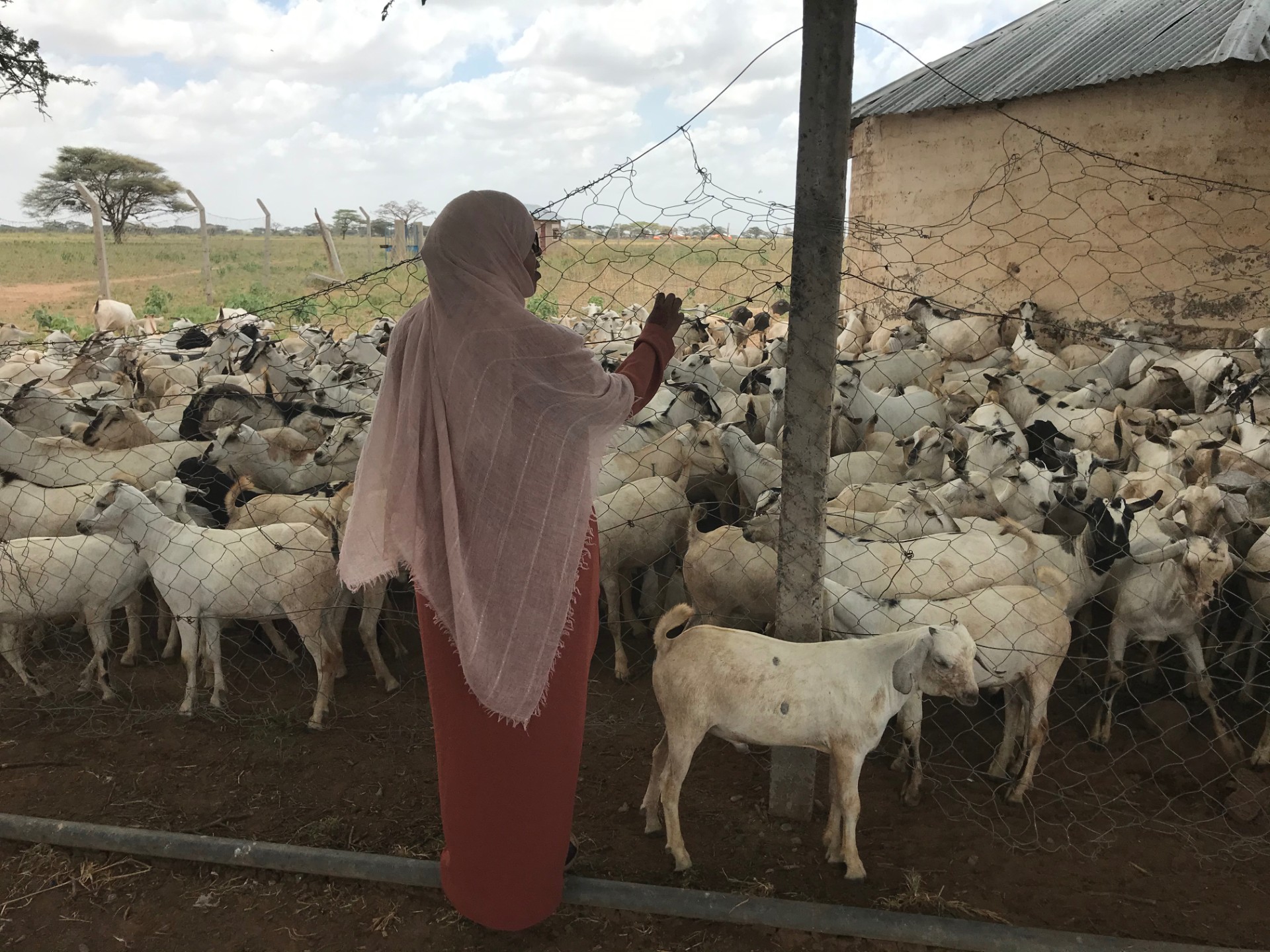Supporting pastoralist resilience through real-time monitoring of drought