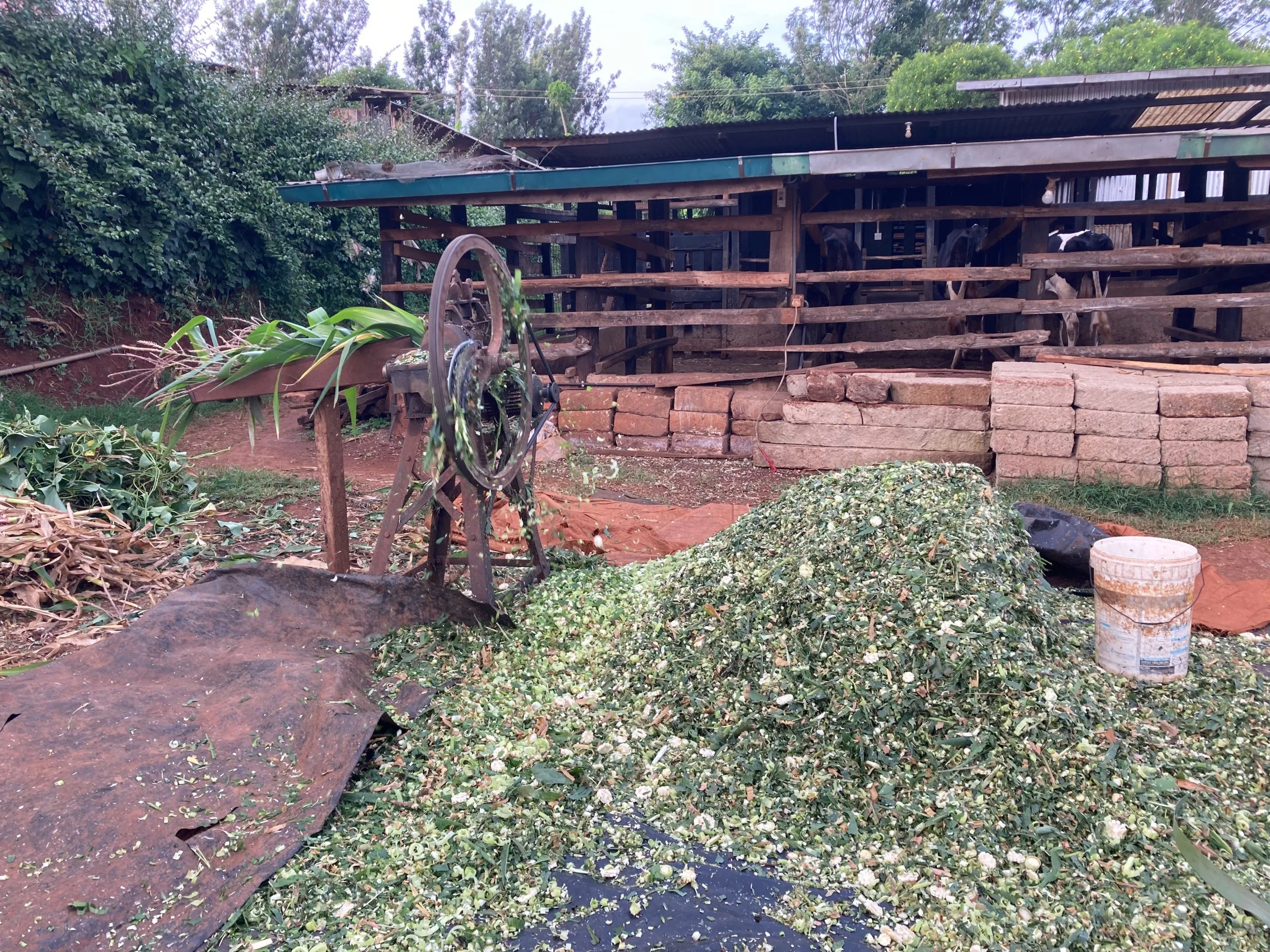 Thesis: Quantifying livestock diets in Tropical regions: Insights from Kenya