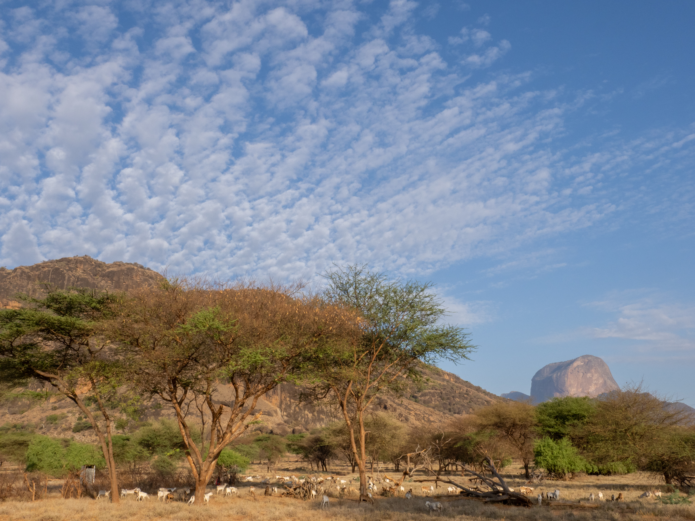 Rethinking social protection in the drylands: Lessons from pastoralist communities