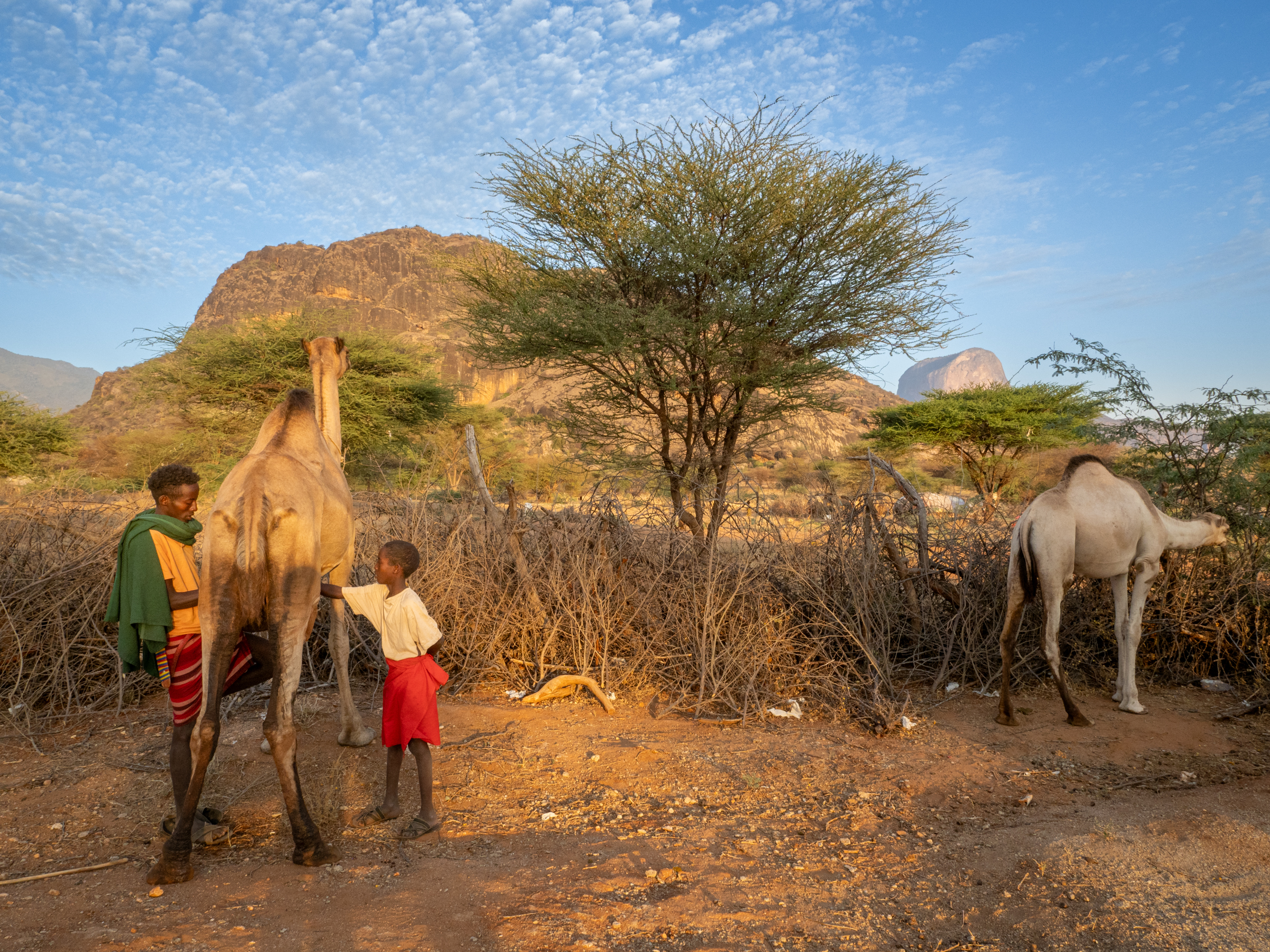 Earth observation forecasting: Can we prevent livestock feed crises?