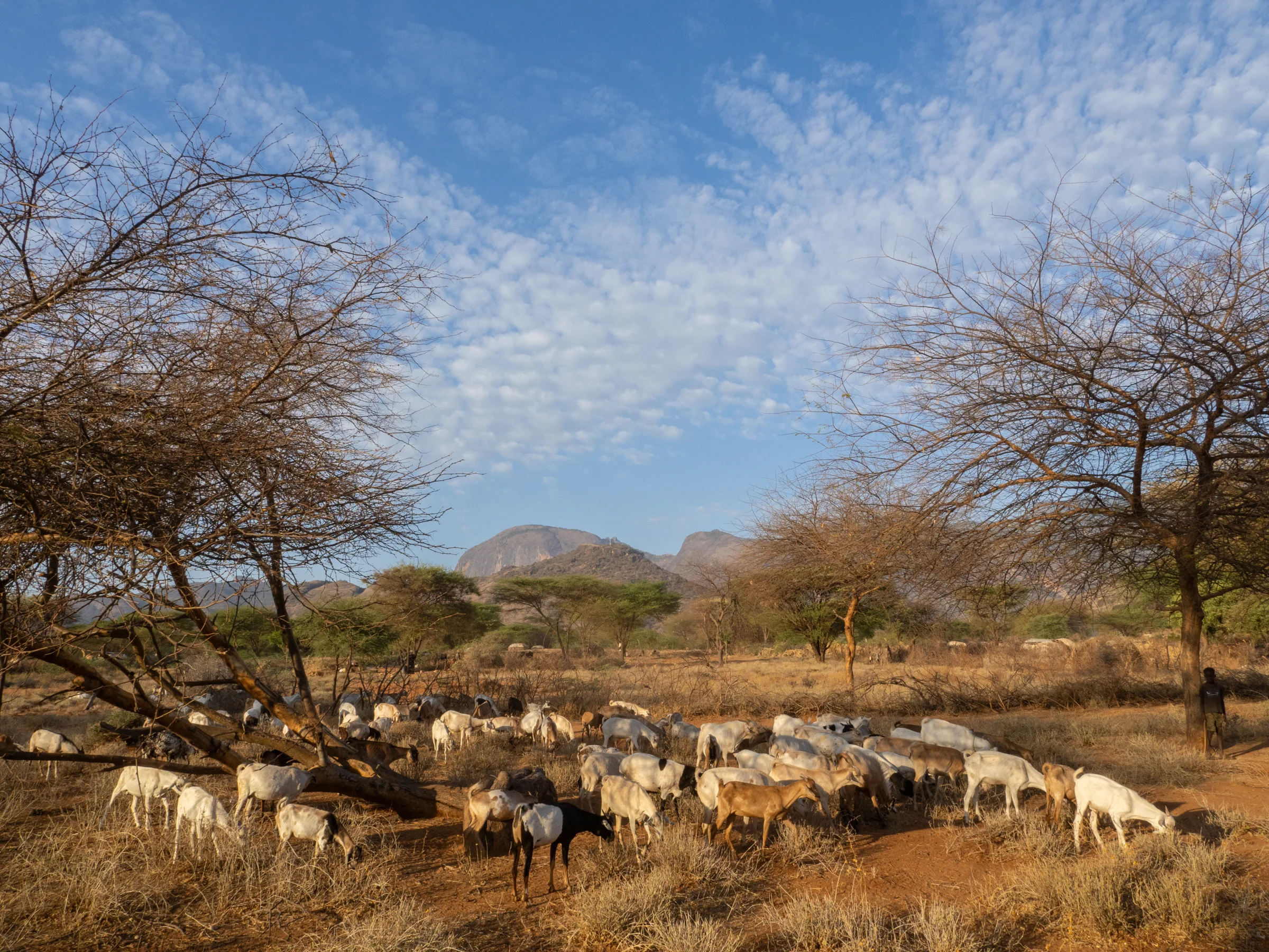 Rethinking sustainable risk solutions for pastoral and agro-pastoral communities in the Horn of Africa