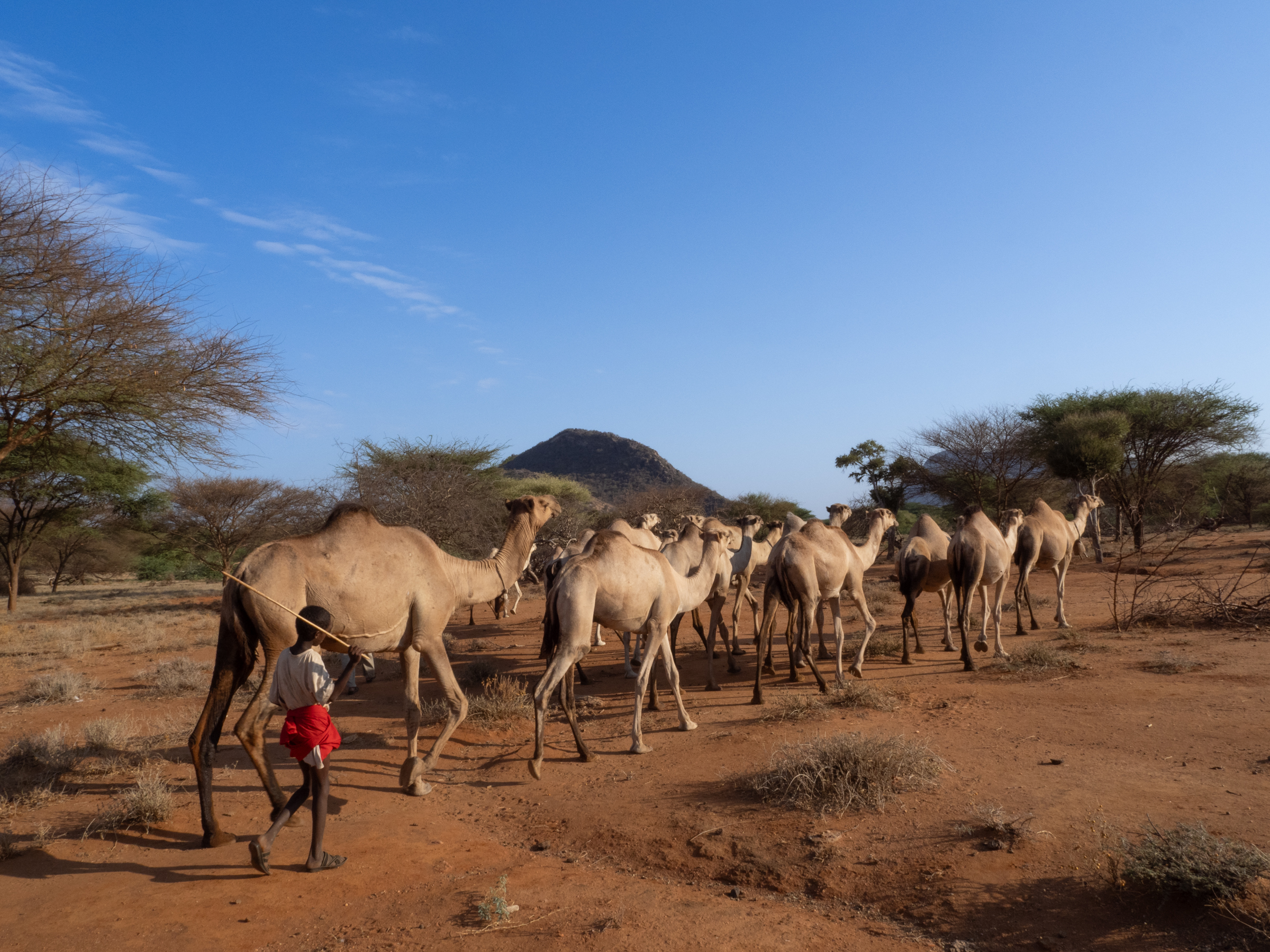 How can anticipatory action better support pastoralists?